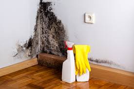 Why You Should Choose Our Mold Remediation Services in Caldwell, OH